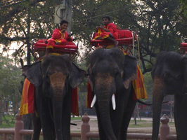 Elephanten