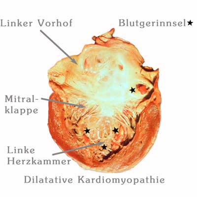 DCM Bild