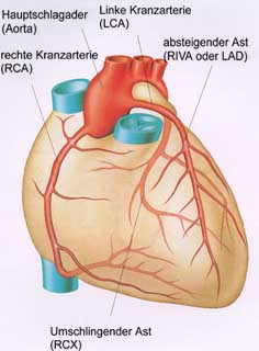 Theheart De Das Herz So Funktioniert Es